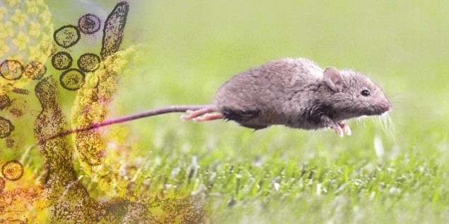 ISP mantiene alto riesgo de infección por virus Hanta